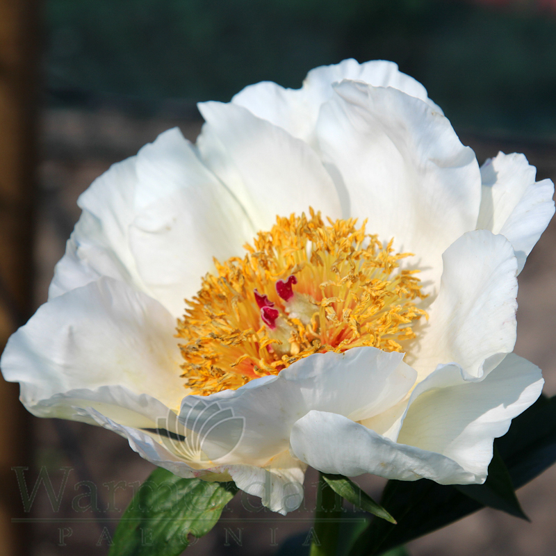 Seidl 79H5-7 | Warmerdam Paeonia